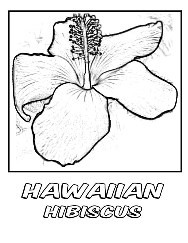 Hawaiian Hibiscus Flower Coloring Game Hawaiian Hibiscus Flower