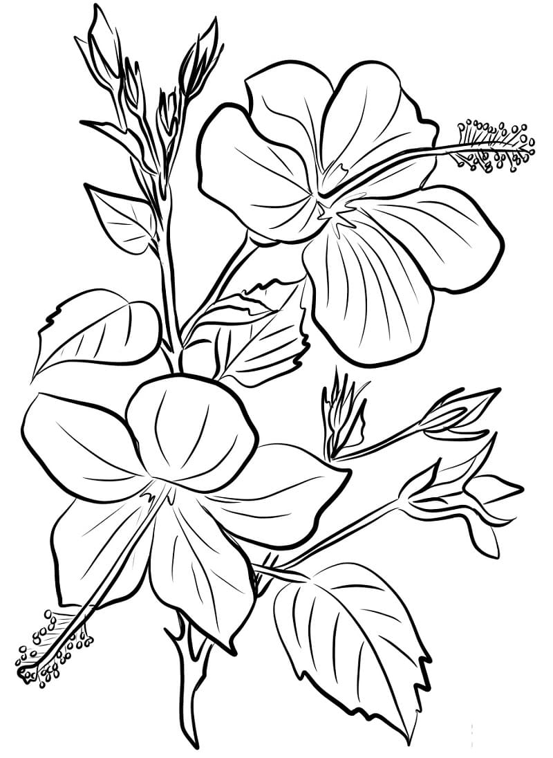 Hibiscus 1 Coloring Game Hibiscus 1