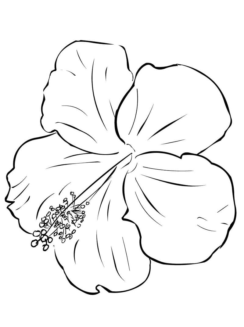 Hibiscus 2 Coloring Game Hibiscus 2