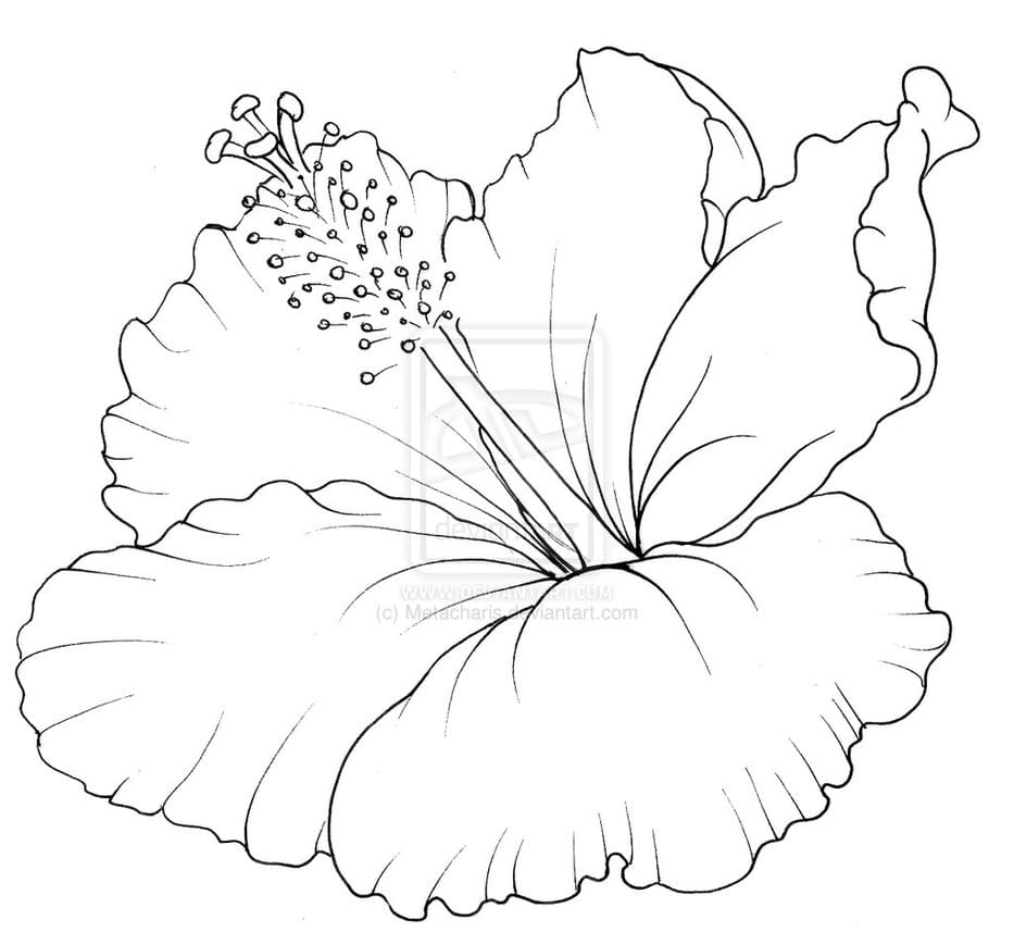 Hibiscus 4 Coloring Game Hibiscus 4