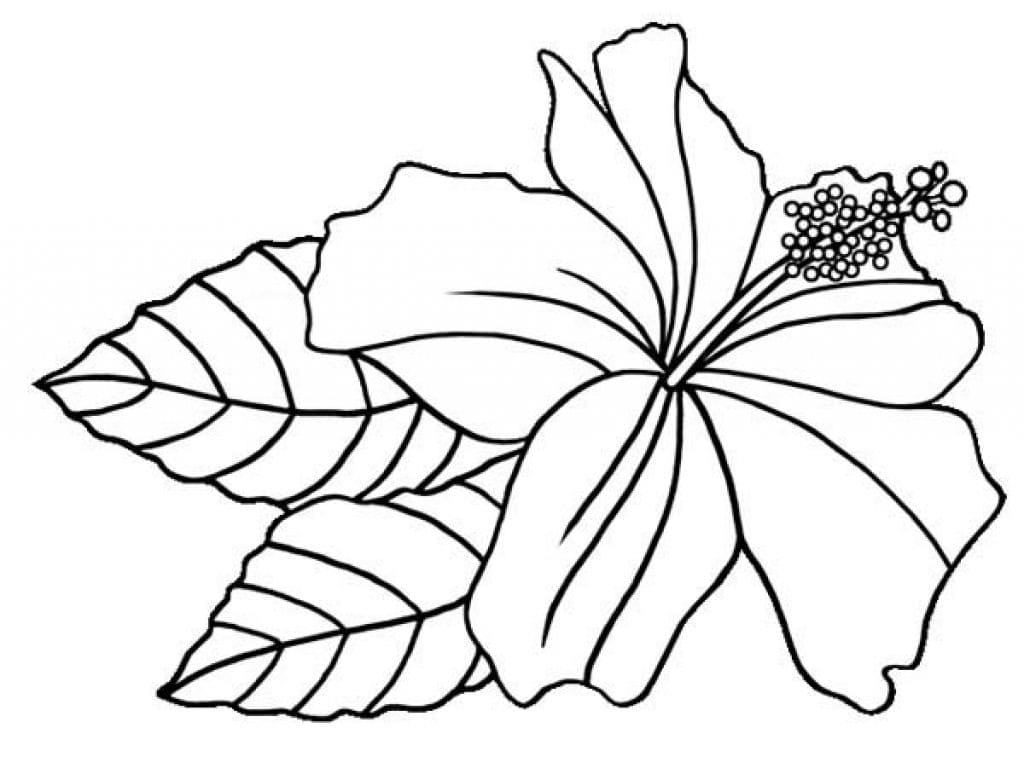 Hibiscus 5 Coloring Game Hibiscus 5