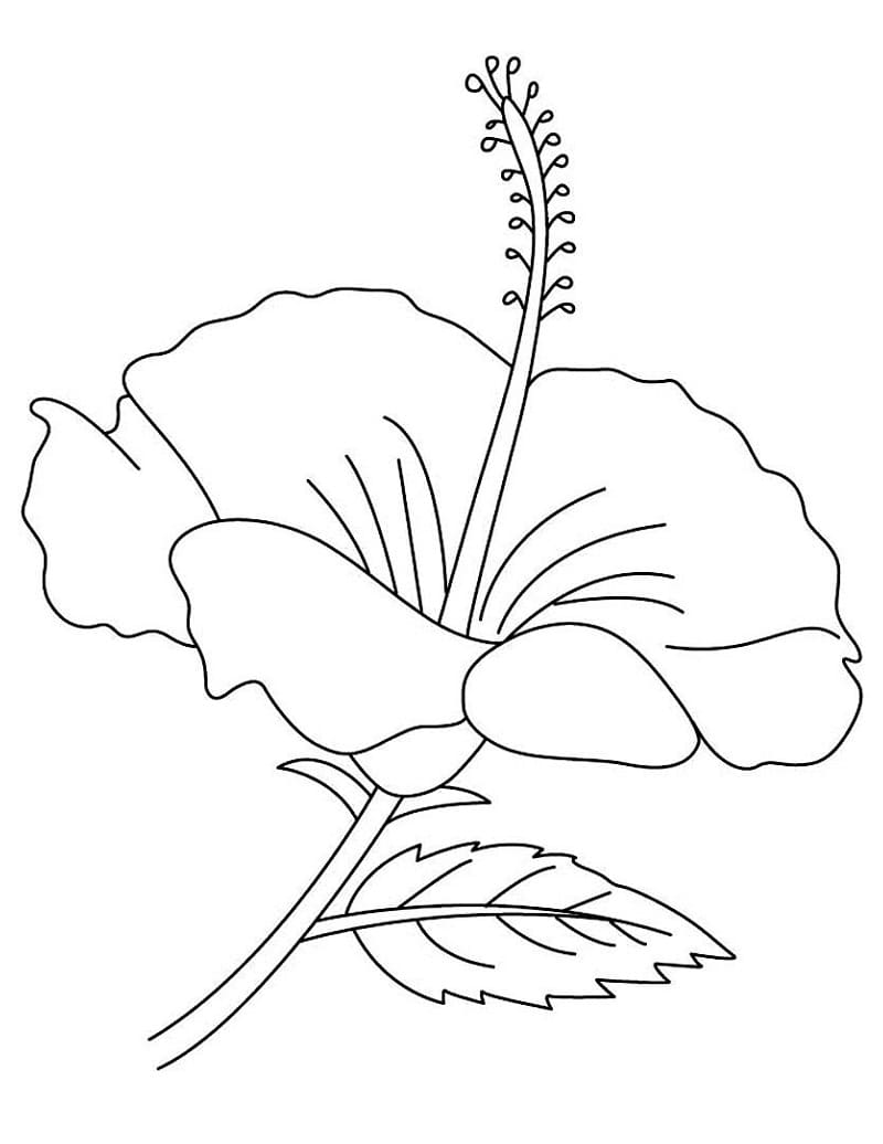 Hibiscus 6 Coloring Game Hibiscus 6