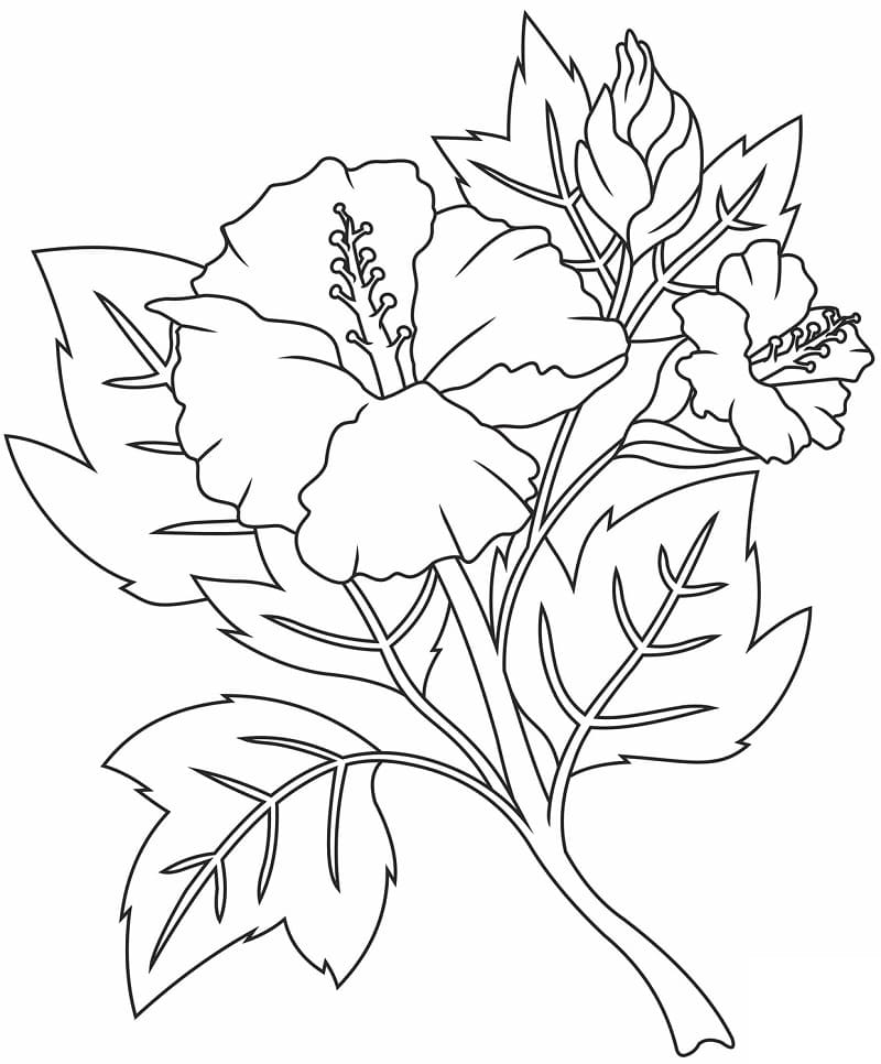 Hibiscus 8 Coloring Game Hibiscus 8