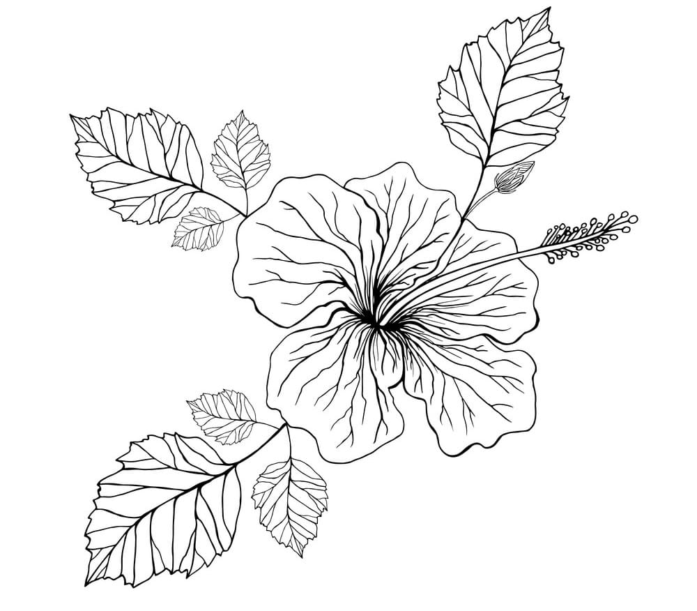 Hibiscus Flower 1 Coloring Game Hibiscus Flower 1