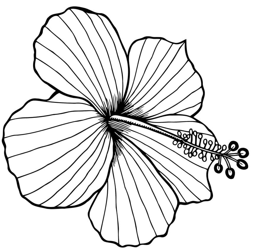 Hibiscus Flower 2 Coloring Game Hibiscus Flower 2