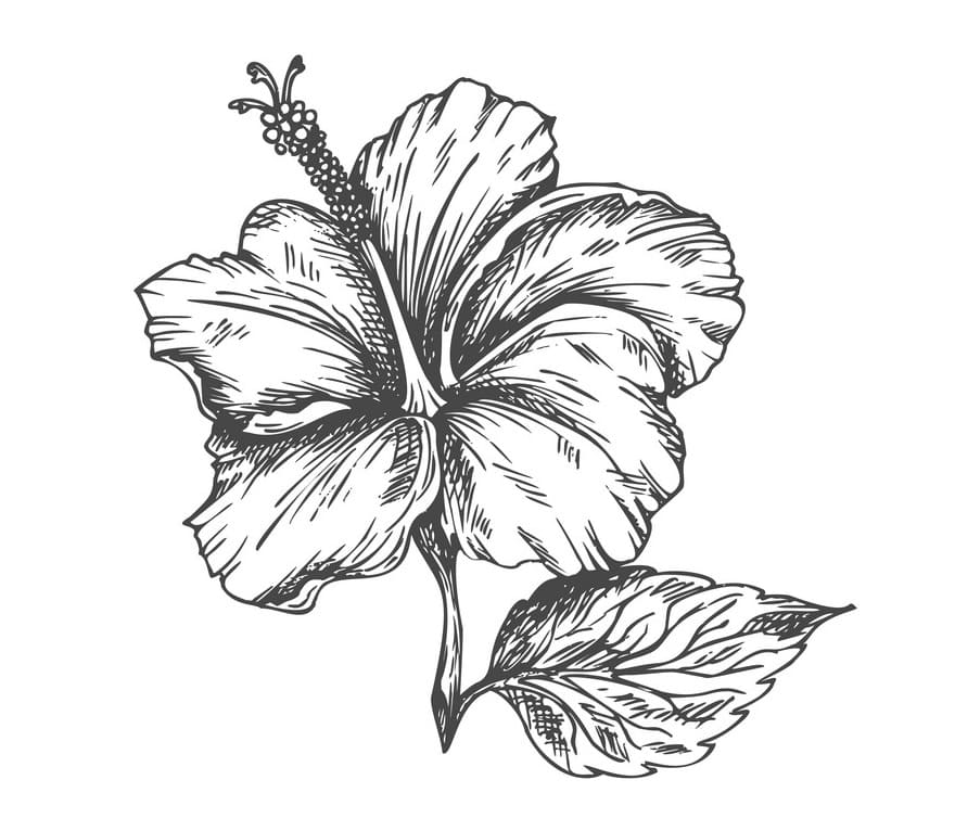 Hibiscus Flower 4 Coloring Game Hibiscus Flower 4