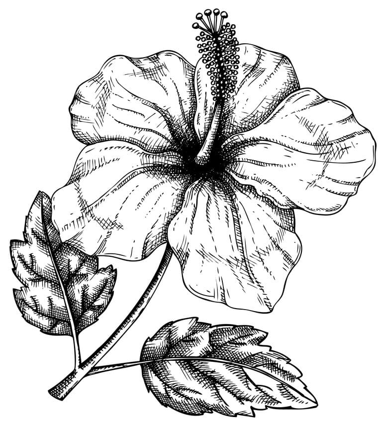 Hibiscus Flower 5 Coloring Game Hibiscus Flower 5