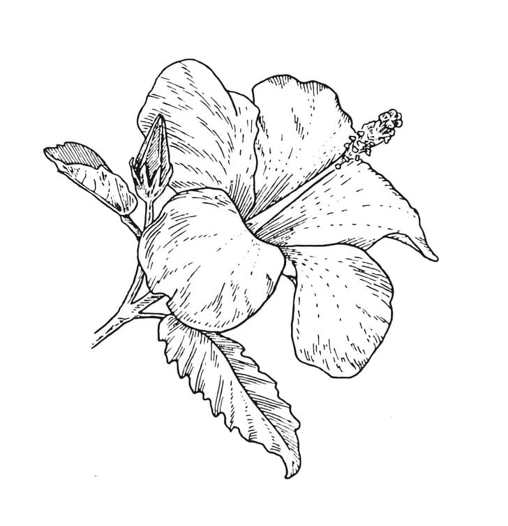 Hibiscus Flower 6 Coloring Game Hibiscus Flower 6