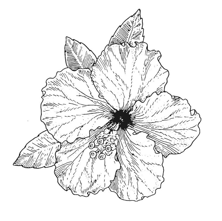 Hibiscus Flower 7 Coloring Game Hibiscus Flower 7
