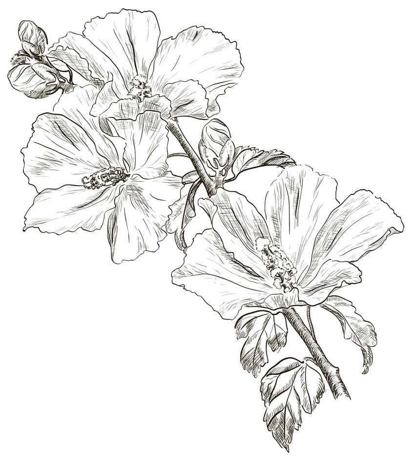 Hibiscus Flower 8 Coloring Game Hibiscus Flower 8