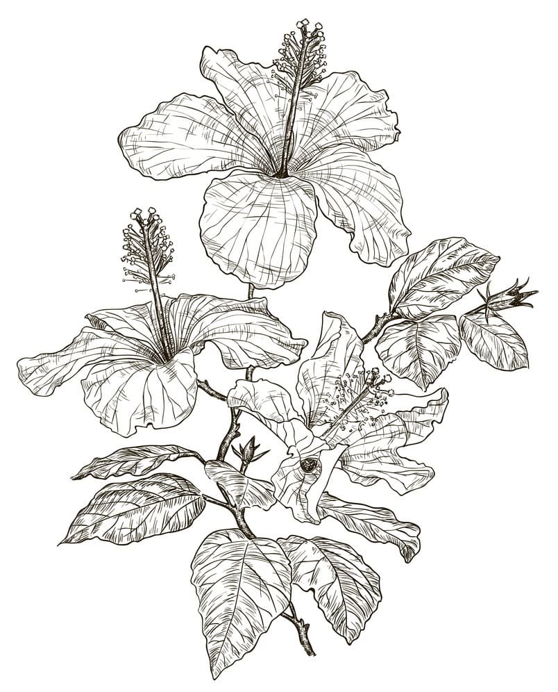 Hibiscus Flower 9 Coloring Game Hibiscus Flower 9