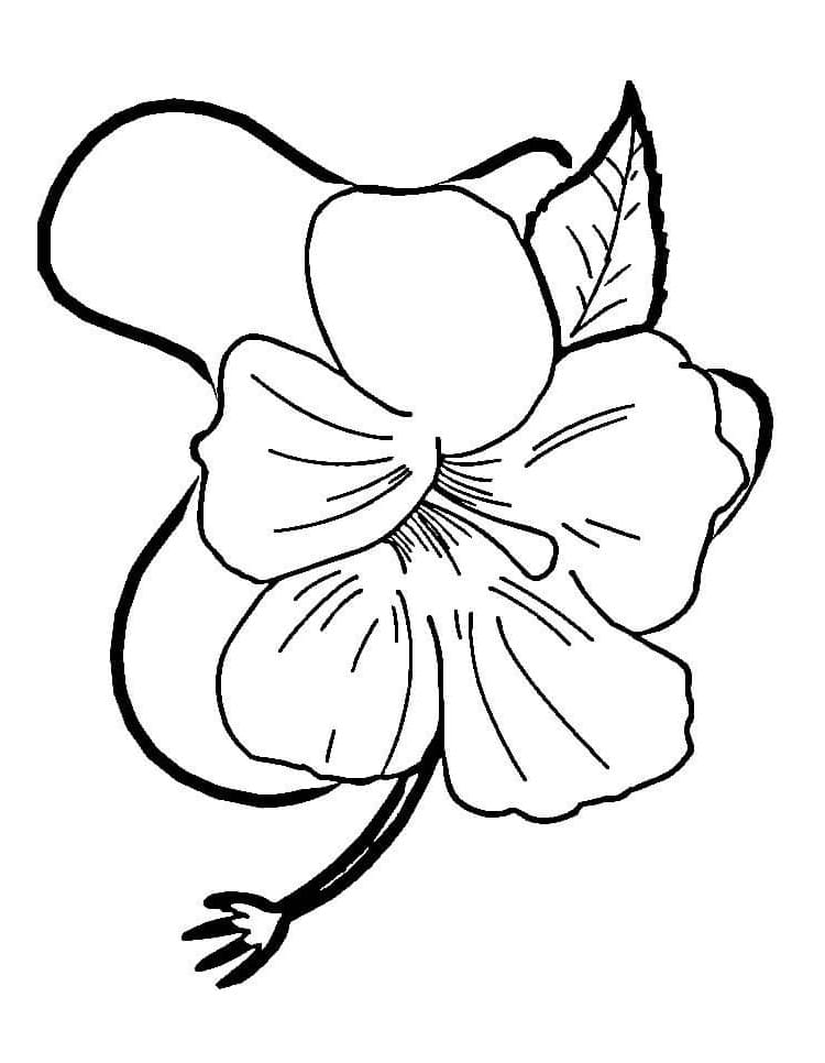 Hibiscus