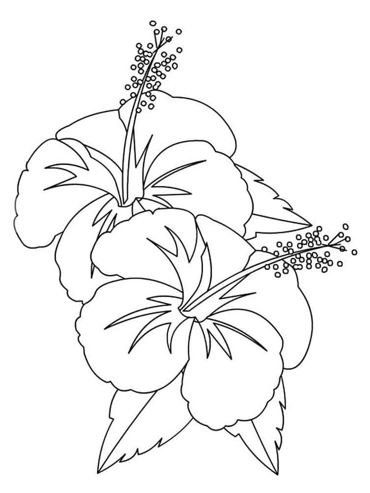 Hibiscus Flowers 1 Coloring Game Hibiscus Flowers 1