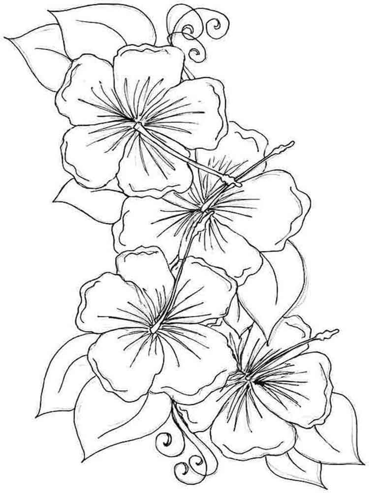 Hibiscus Flowers 3 Coloring Game Hibiscus Flowers 3