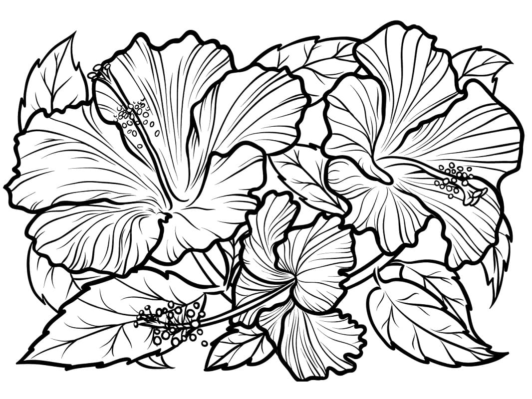Hibiscus Flowers Coloring Game Hibiscus Flowers
