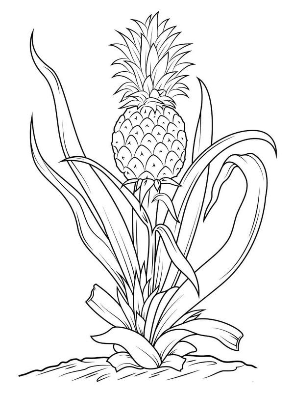 Image Pineapple