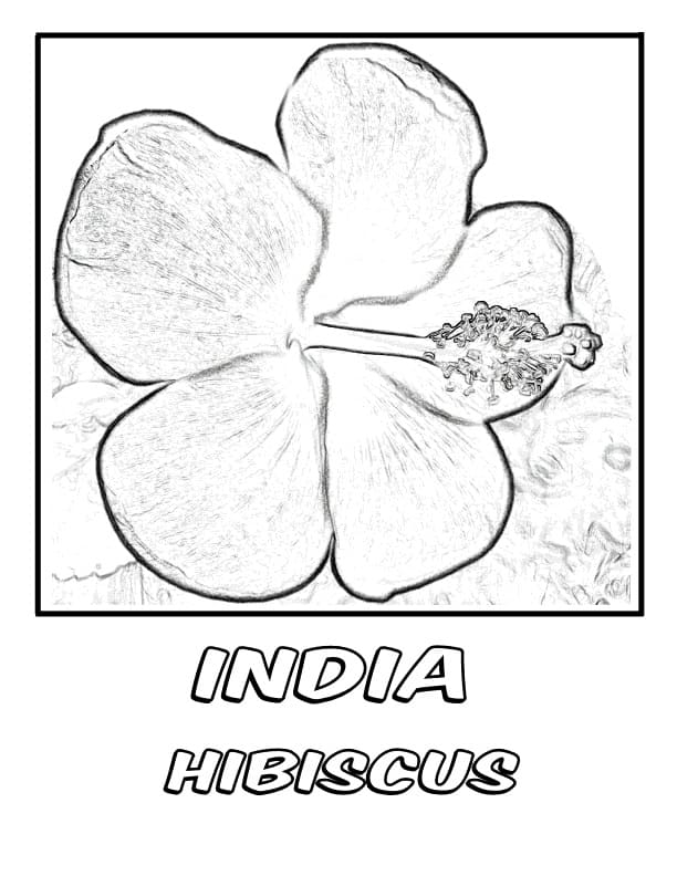 India Hibiscus Coloring Game India Hibiscus