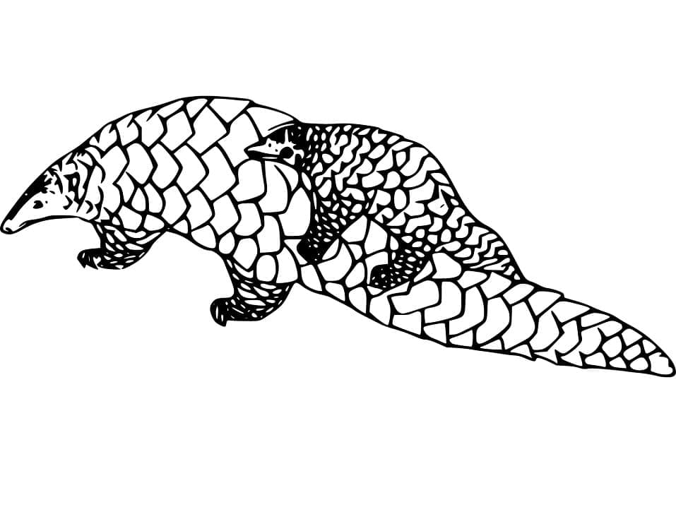 Mother and Baby Pangolin