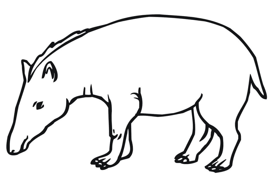 Mountain Tapir