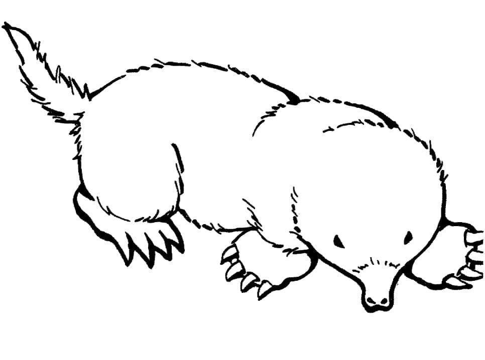 Normal Mole
