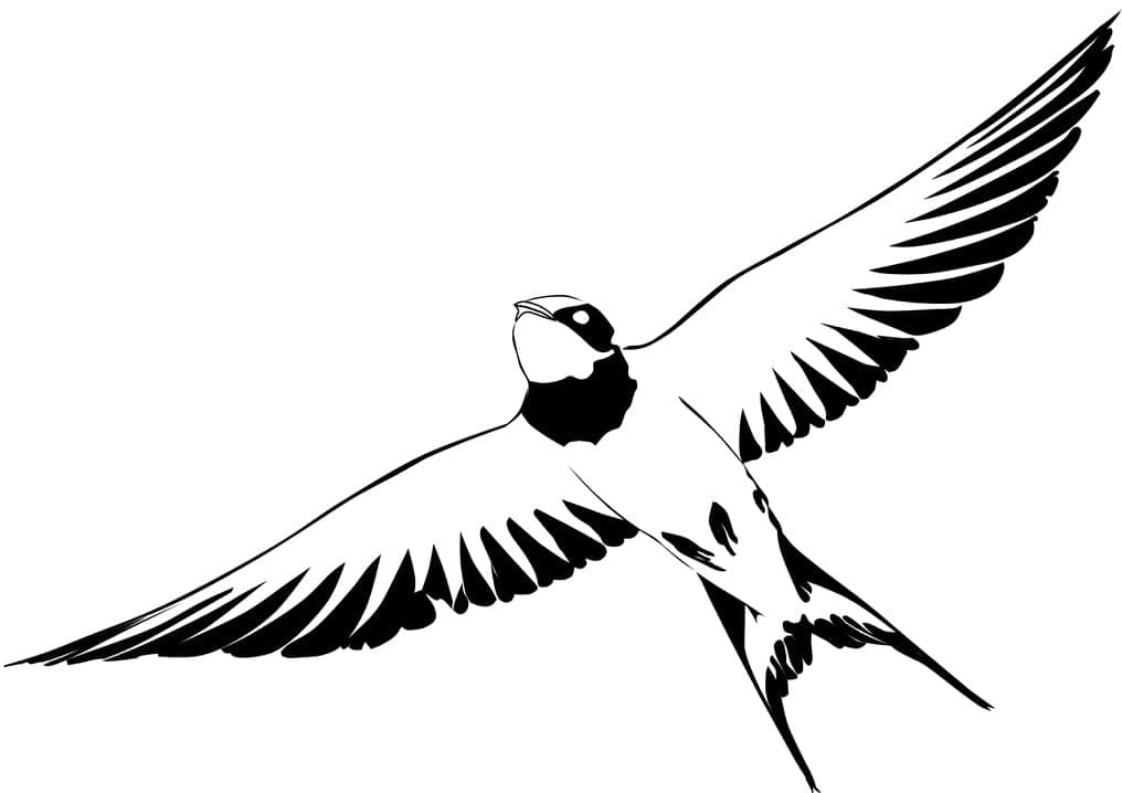 Normal Swallow Coloring Game Normal Swallow