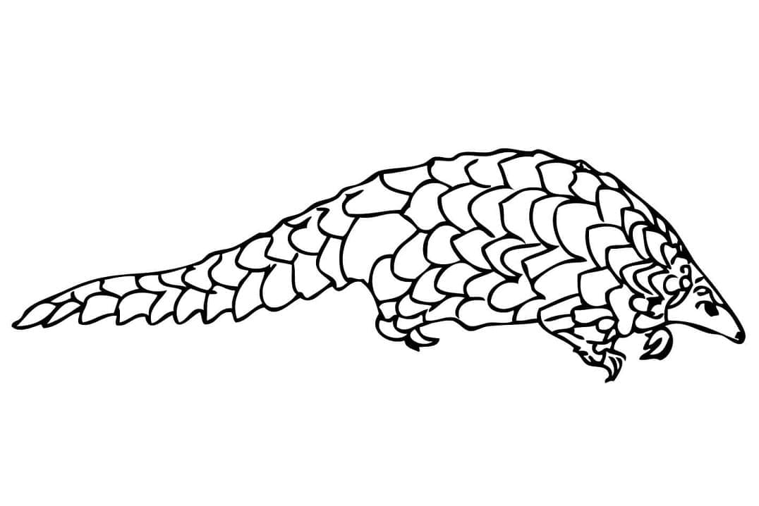 Pangolin Manis