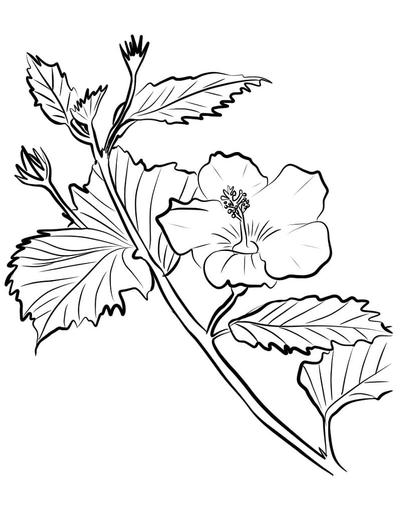 Pink Hibiscus Coloring Game Pink Hibiscus