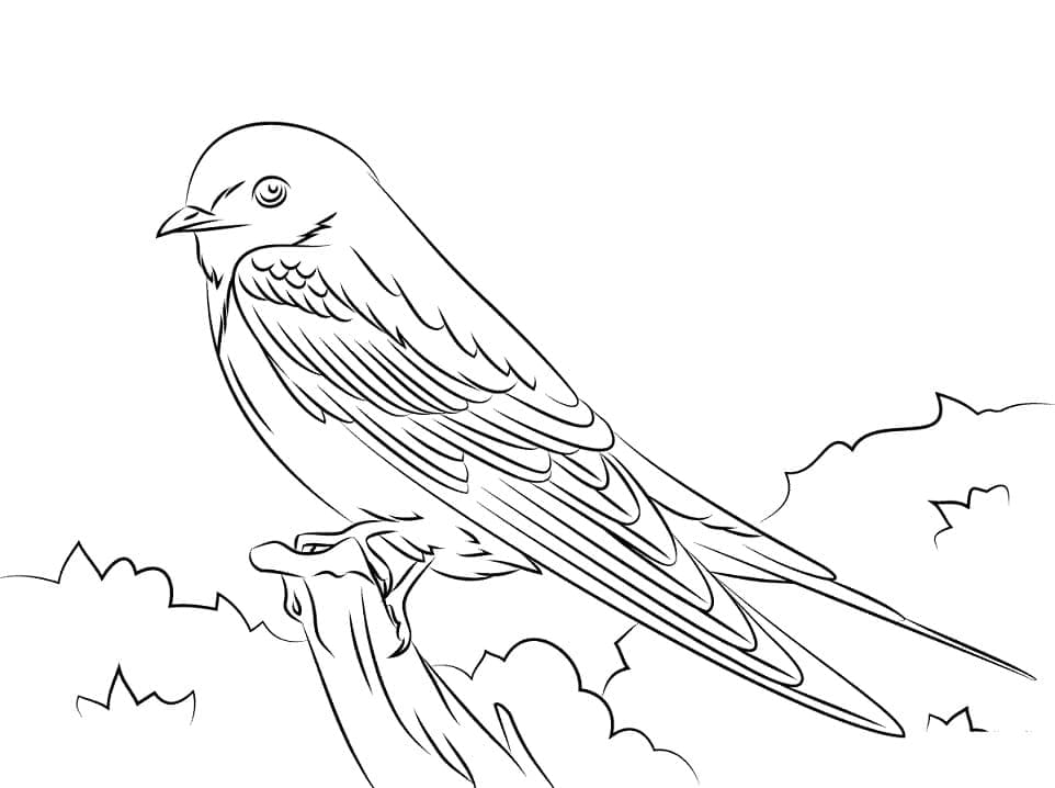 Printable Barn Swallow Coloring Game Printable Barn Swallow
