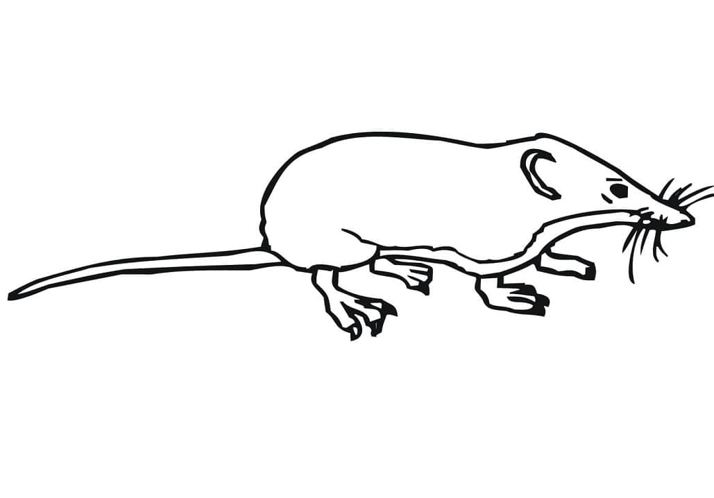 Printable Shrew