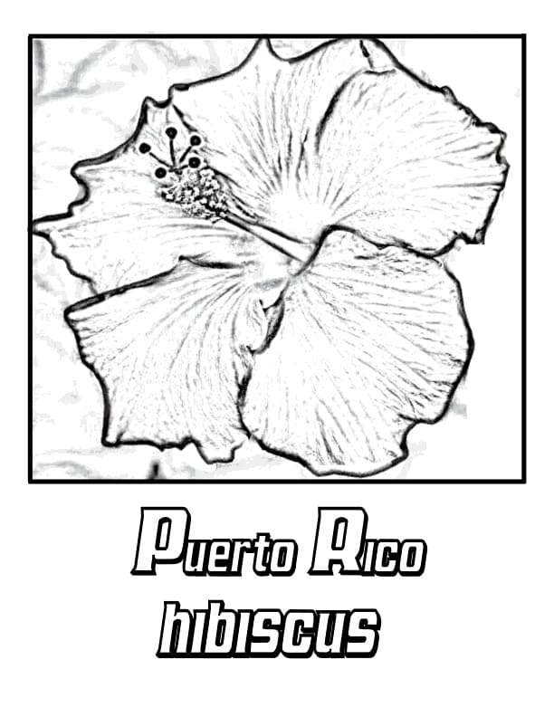 Puerto Rican Hibiscus 1 Coloring Game Puerto Rican Hibiscus 1