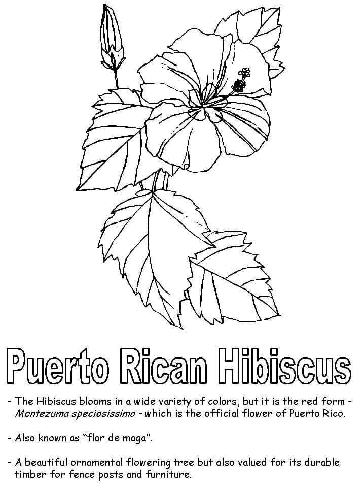 Puerto Rican Hibiscus Coloring Game Puerto Rican Hibiscus