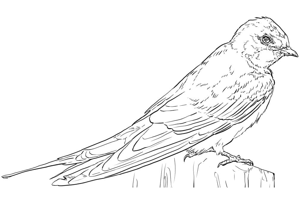 Realistic Barn Swallow Coloring Game Realistic Barn Swallow
