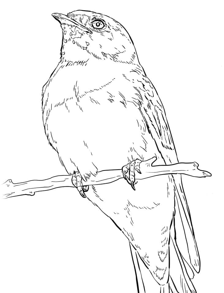 Realistic Cliff Swallow Coloring Game Realistic Cliff Swallow