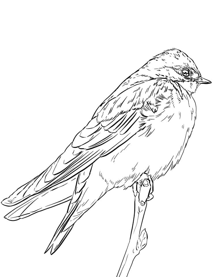 Realistic Tree Swallow Coloring Game Realistic Tree Swallow