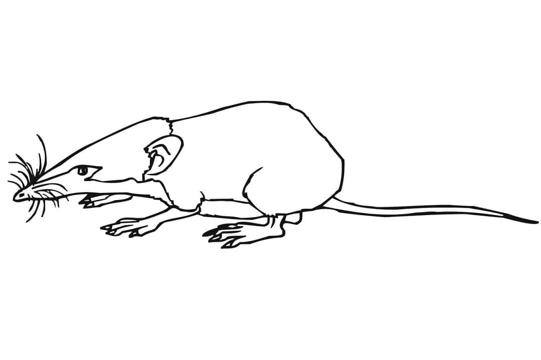 Shrew Mouse