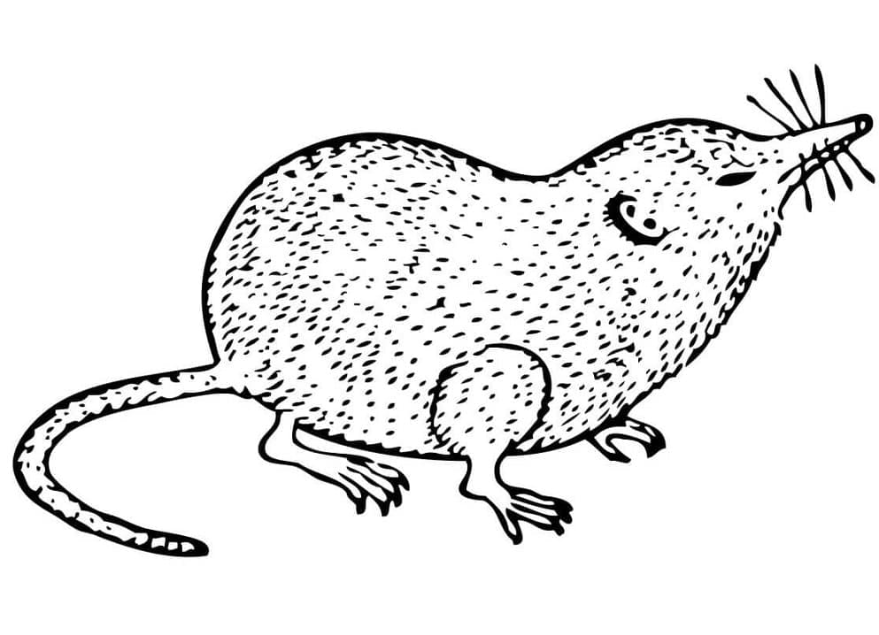 Shrew Printable