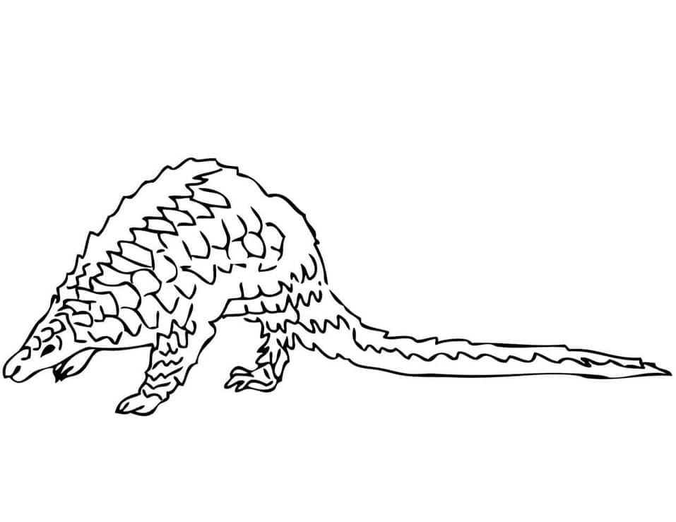 Simple Pangolin