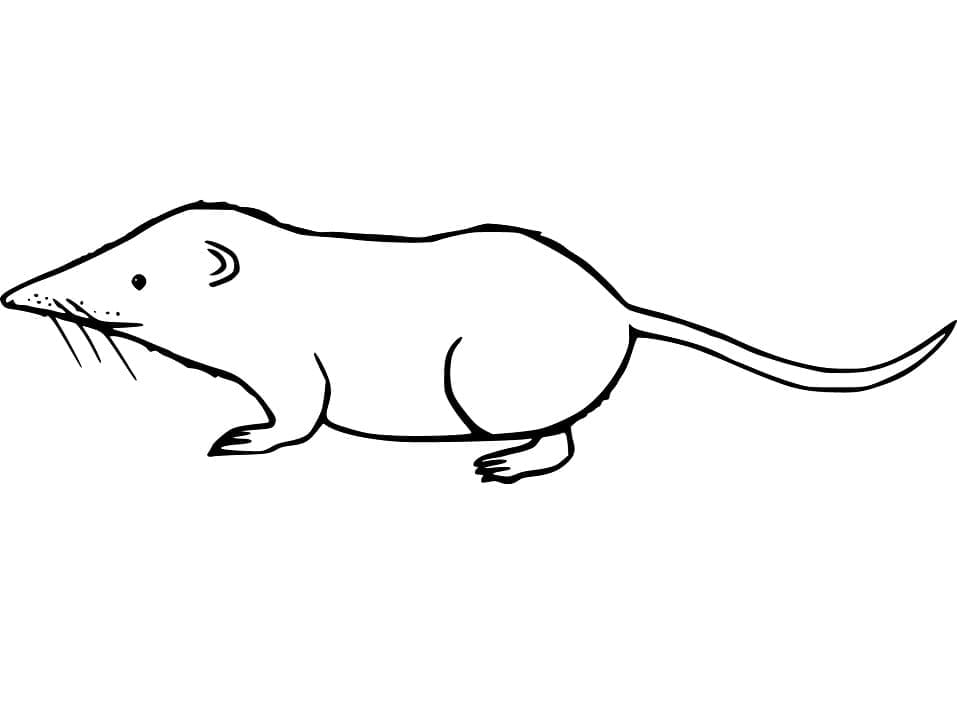 Simple Shrew