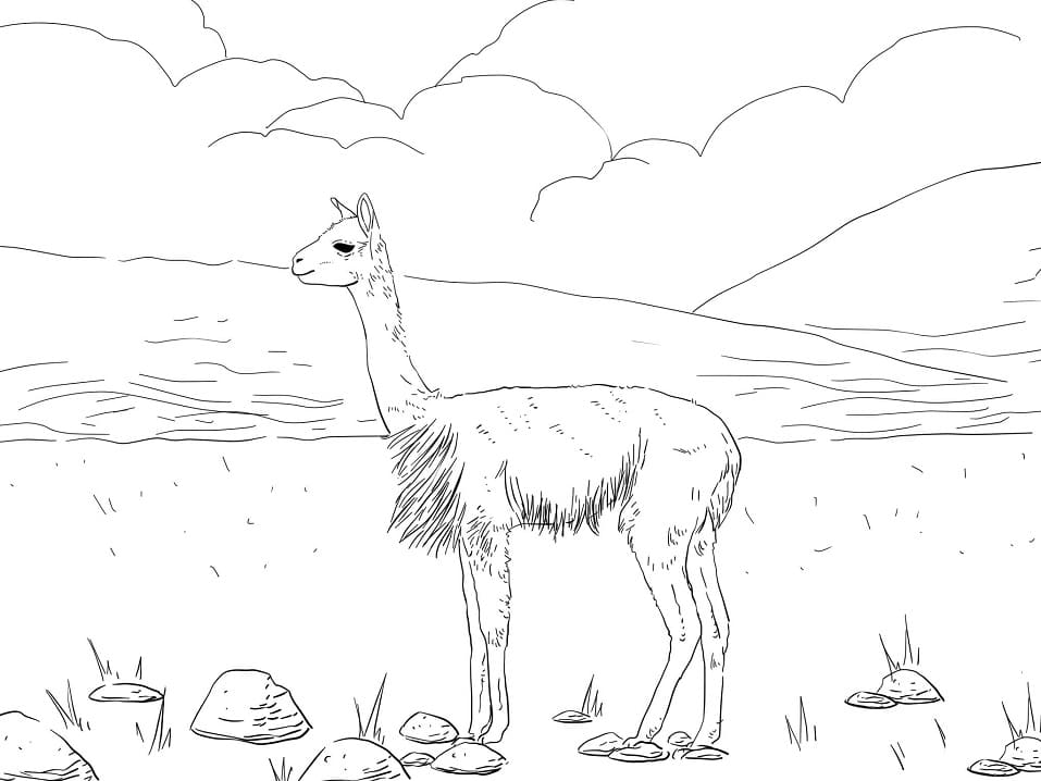 South America Vicuna