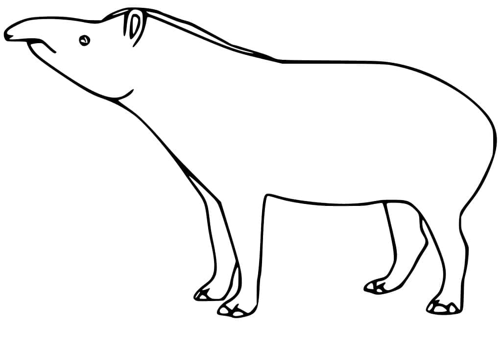 South American Tapir