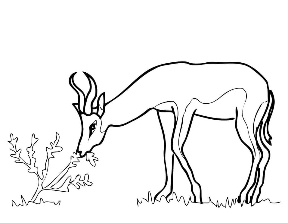 Springbok from South Africa Coloring Game Springbok from South Africa