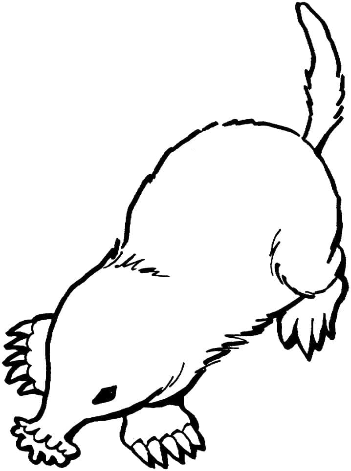 Star-nosed Mole