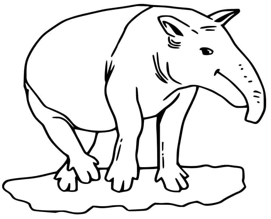 Tapir 1