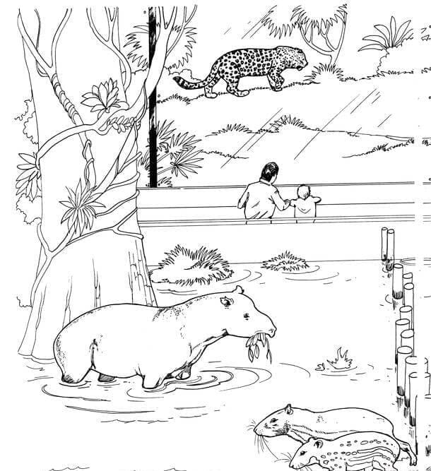 Tapir, Pacas and Jaguar