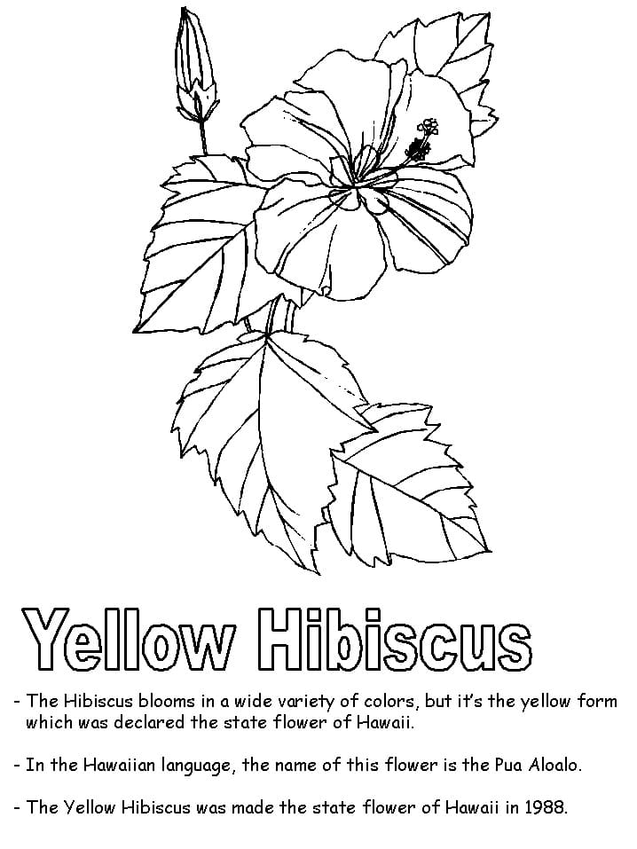 Yellow Hibiscus 1 Coloring Game Yellow Hibiscus 1