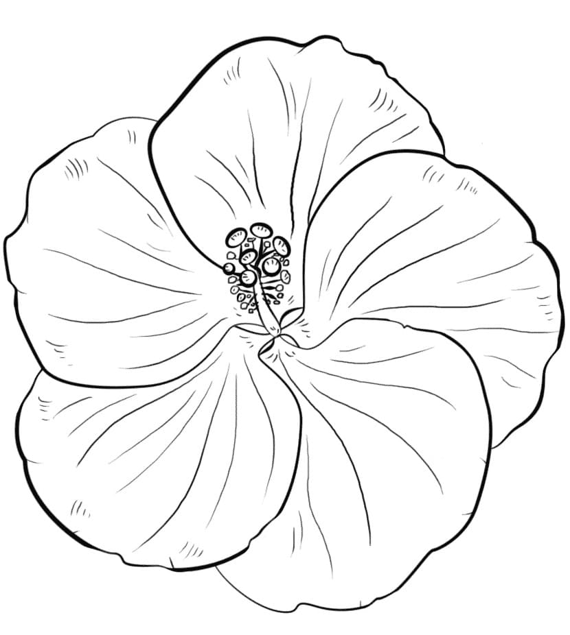 Yellow Hibiscus Coloring Game Yellow Hibiscus