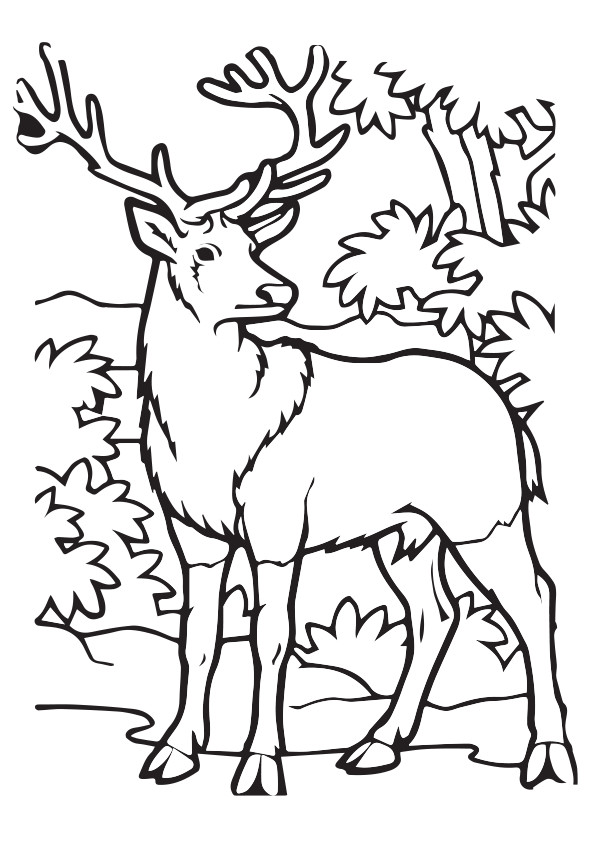 Elk Coloring Games - ColoringGames.Net