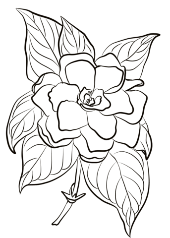 Gardenia