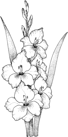 Scarlet Gladiolus Coloring Game Scarlet Gladiolus