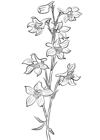Larkspur